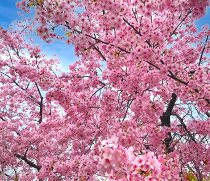 広場について桜の画像